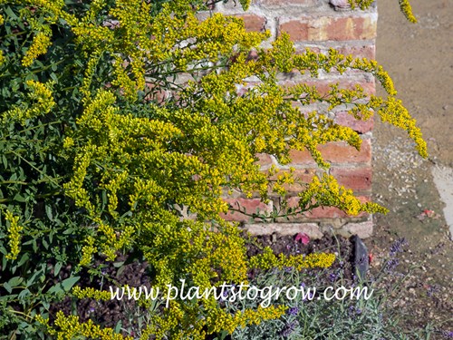 Solar Cascade Goldenrod (Solidago shortii) 
(September 11)